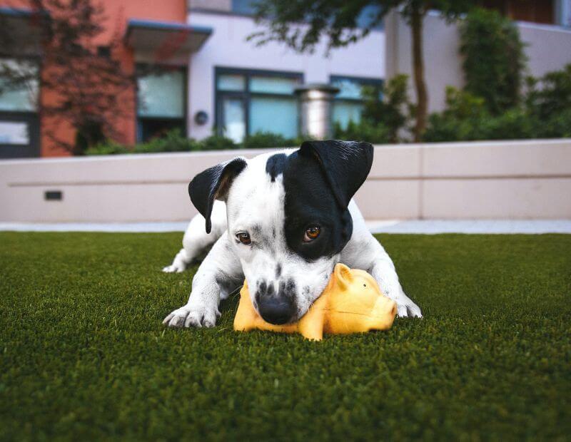 dog playing with toy on grass