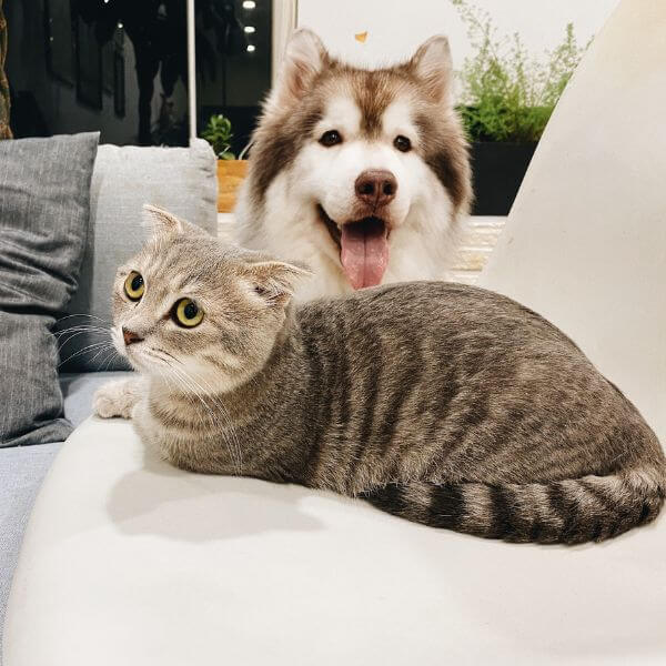 cat and dog laying