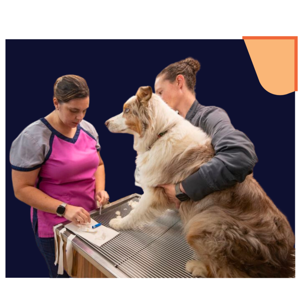 Murray, KY Veterinary Jobs Westside Veterinary Service