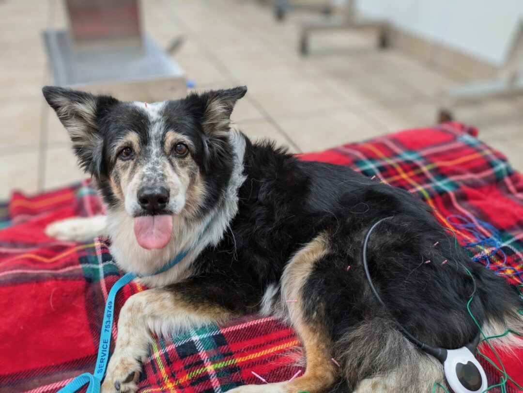 Acupuncture And Canine Rehabilitation In Murray, KY 42071 WVS