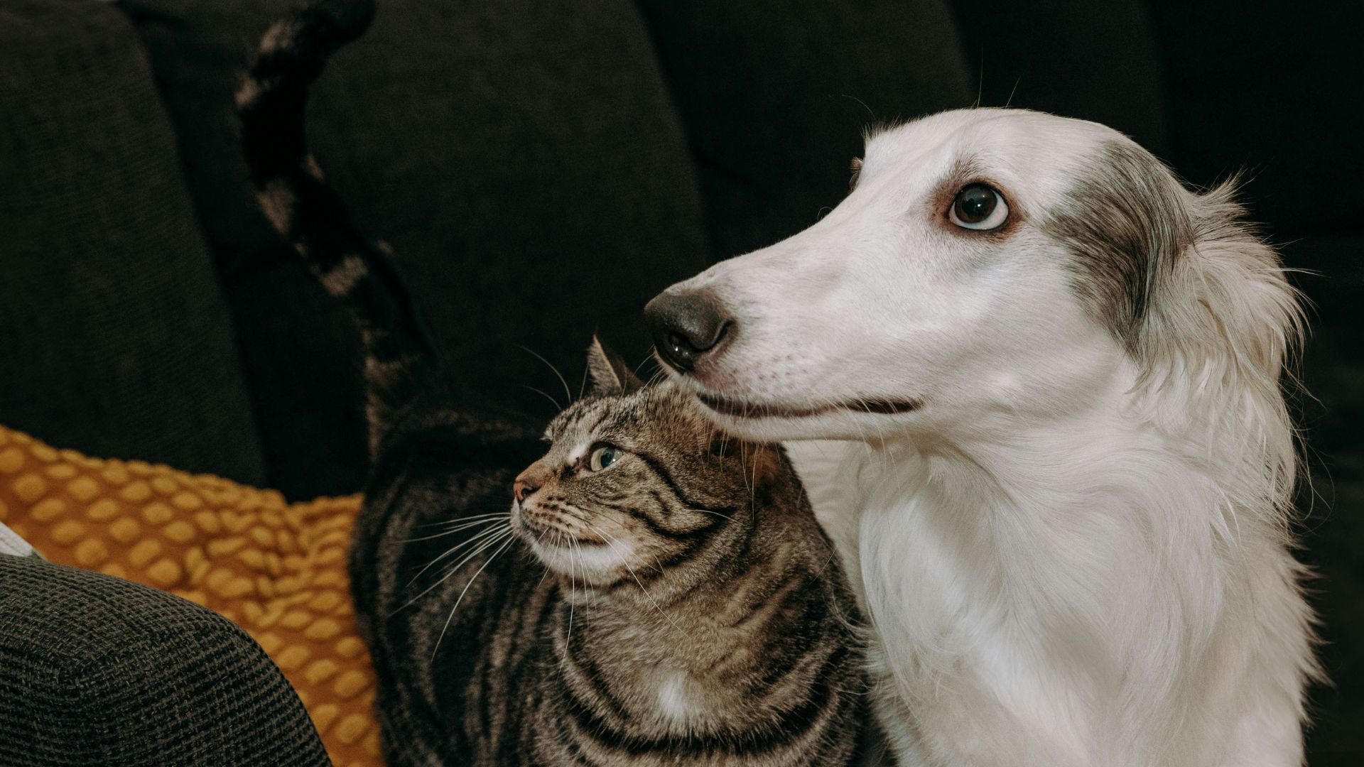 dog playing with toy on grass