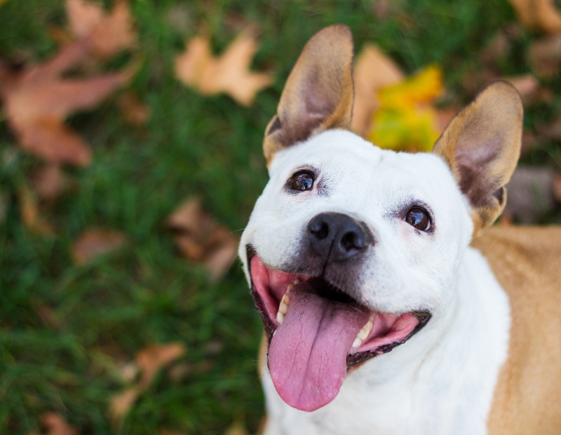 A joyful tan and white dog with perky ears