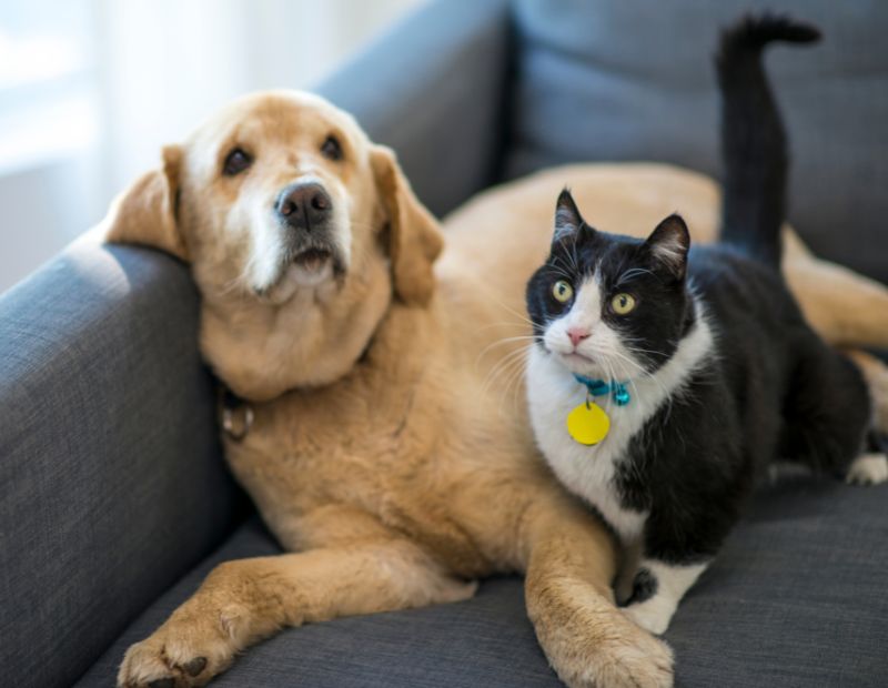kitten laying on bed