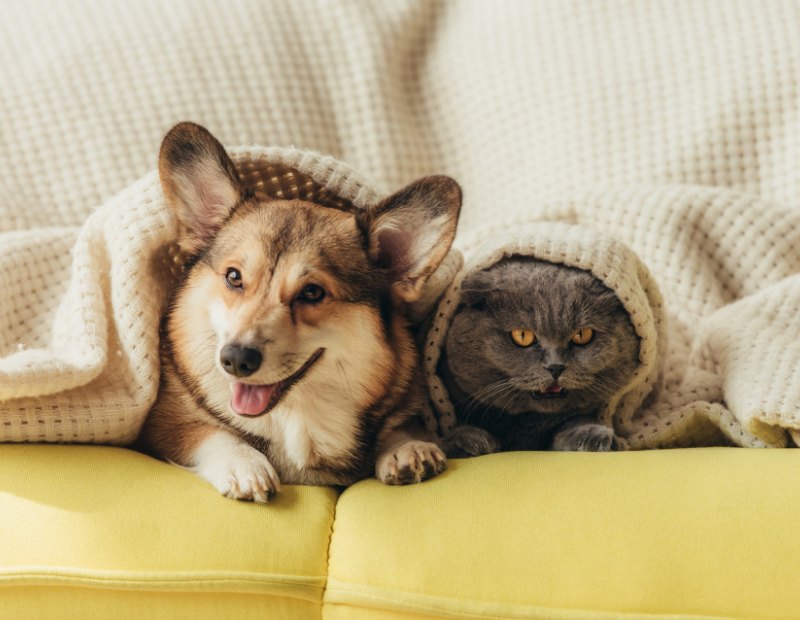 A corgi and a gray cat are snuggled under a beige blanket
