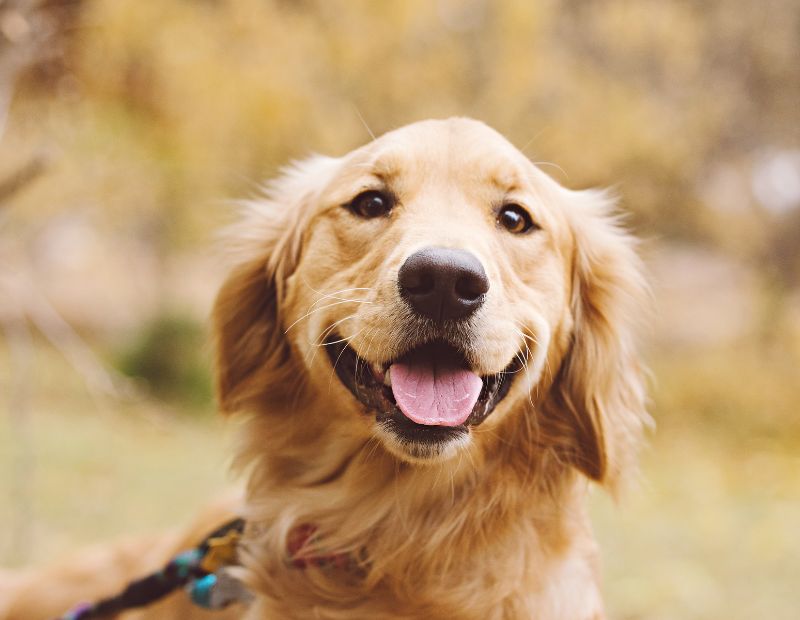A happy Golden Retriever with a shiny coat and tongue out stands 