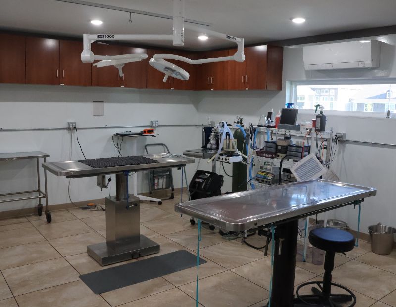 A veterinary surgery room featuring a surgical table and chairs